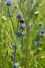Blurred image of meadow grasses with a snail on a branch.