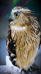 Exotic birds live in the tropics of Indonesia, looks very beautiful