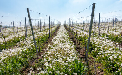 Frühling im Weinberg 