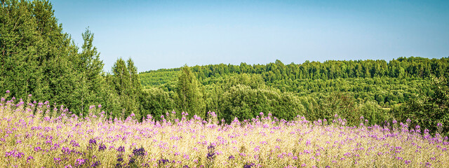 summer forest landscape