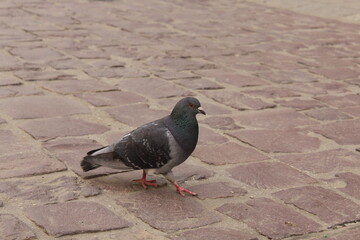 Gołąb z krakowa