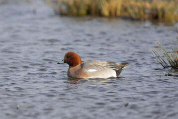 Male Eurasian Wigeon (Mareca penelope) Swimming
