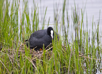 Eurasian coot (Fulica atra) with Chicks on its Nest
