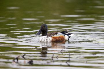 Male Shoveler Duck (Spatula clypeata) Swimming in Profile