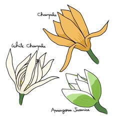 Champaka flower type vector illustration - 502575587