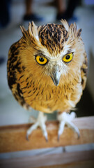 Exotic birds live in the tropics of Indonesia, looks very beautiful