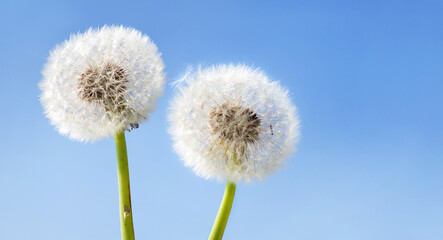 Pusteblume dandelion