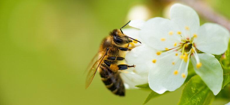 A honey bee takes nectar from a spring white cherry flower. Close-up of an insect on a background of blossom and greenery 