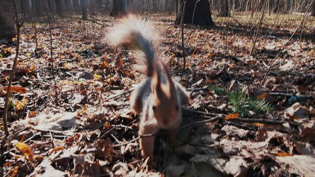 In spring, on a sunny day in forest park, a red squirrel with gray tail quickly runs away on autumn foliage and climbs a tree. The sun casts glare into the lens. Handheld wide shot.
