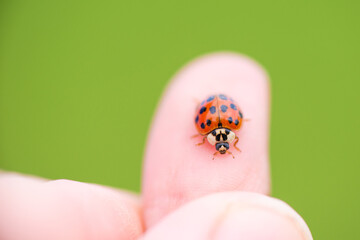 Ladybug on the finger, close-up