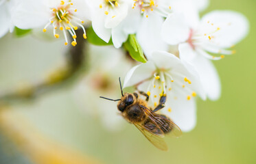 Close-up of a honey bee on a spring white cherry blossom
