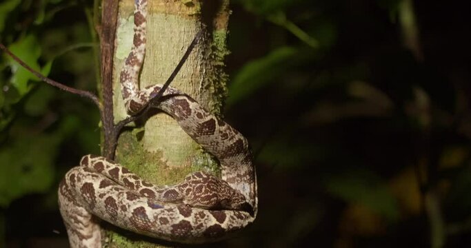 Amazon tree boa resting on a tree slider reveal shot