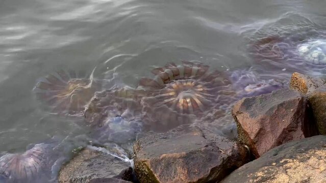 True Jellyfishes are stranded on the shore. Closeup of a colorful group