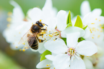 Close-up of a honey bee on a spring white cherry blossom