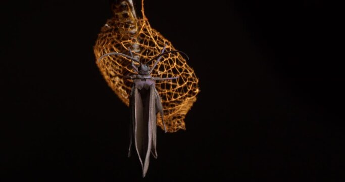 Time lapse of a Urodid Moth drying its wings post its emergence from the delicate cocoon 