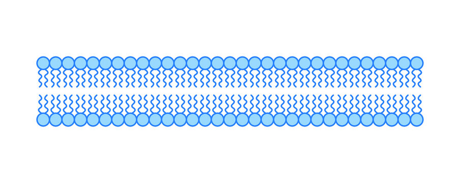 Scientific Designing Of Phospholipid Bilayer Structure. The Cell Membrane Structure. Vector Illustration.