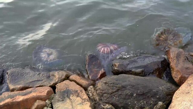 A colorful group of True Jellyfishes stranded at the beach shore