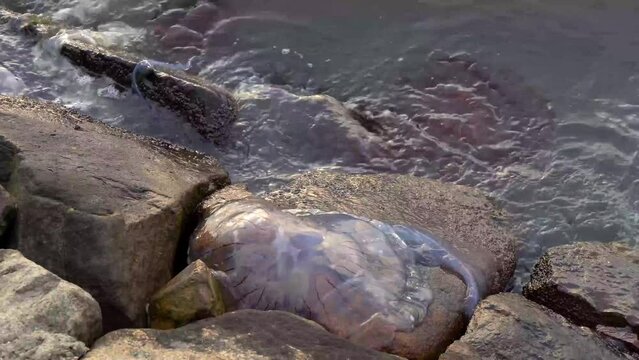 True Jellyfish stranded on top of rocks at the beach shore in daytime