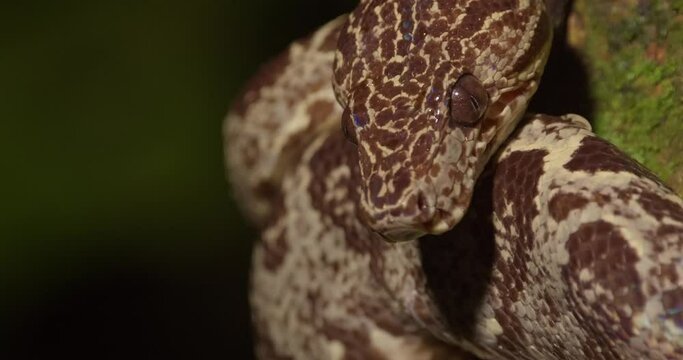 Slider head shot of a Amazon tree boa with green background 
