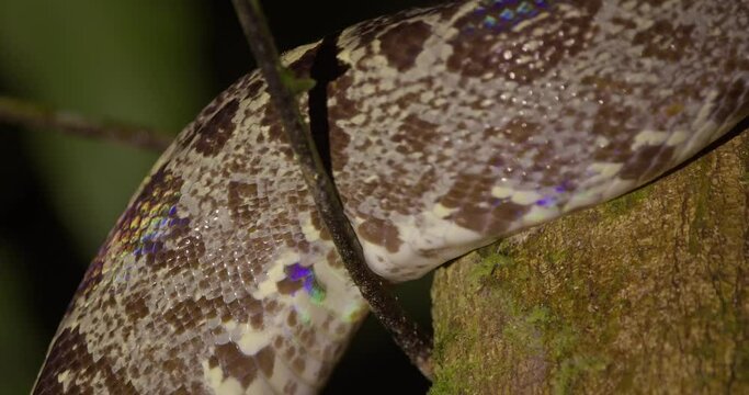 Extreme close view of the Amazon tree boa moving through the tree ,snake