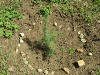 planting of potatoes