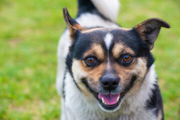 Funny white-black-brown mongrel dog looks at the camera and smiles, sticking out his tongue