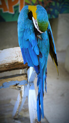 Exotic birds live in the tropics of Indonesia, looks very beautiful