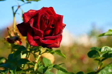 Tender red rose of the Grand Prix family on a sunny warm day