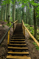 wooden ladders in spruce forest in Ukrainian Carpathian, Skole Beskids National Nature Park, Ukraine