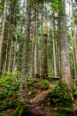 Fototapeta na wymiar a spruce forest, Skole Beskids National Nature Park, Ukraine