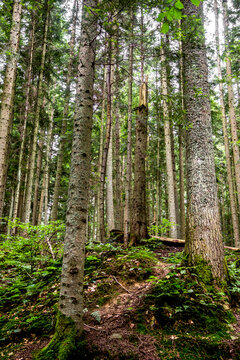 a spruce forest, Skole Beskids National Nature Park, Ukraine © Petro Teslenko