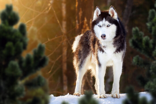 Beautiful blue-eyed Siberian husky dog on the walk in winter sunny forest. Husky dog stands on the snow among the coniferous forest.