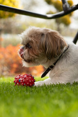 Cute small dog - shih tzu in the garden. the dog licks its nose