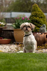 Cute small dog - shih tzu in the garden - 502579376