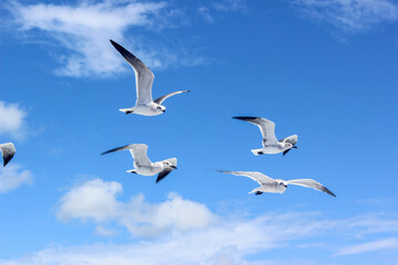 Fototapeta premium Seagulls flying in a clear blue sky. Idea of freedom and wildlife.