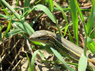 lizard on a tree