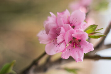 Beautiful spring flowers - 502579785