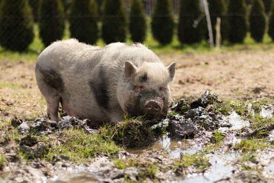 A cute pig is looking for food in the mud