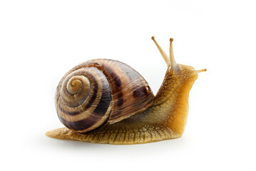 Grape snail isolated on white background close-up. - obrazy, fototapety, plakaty