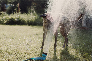 Funny dog plays with water from a hose on the lawn in the garden. Summer day, hot weather.