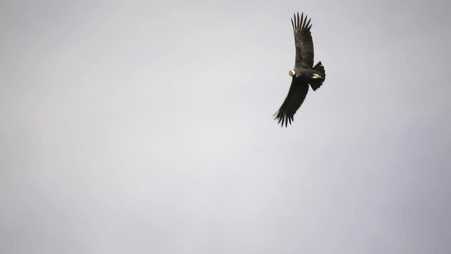 Patagonia fauna. Birds. Closeup view of an Andean condor, Vultur gryphus, flying across the sky with open wings.  