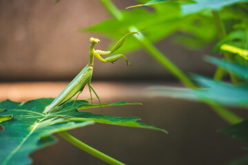 Praying mantis or stinging grasshopper clinging on papaya leaves