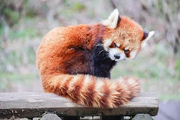 Fototapete red panda eating bamboo © 健太 石井