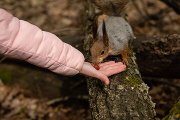 Child feeds gray fluffy squirrel nuts from his hands in spring forest.