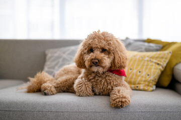 Little dog, poodle brown puppy at home