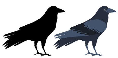 crow silhouette, on white background, isolated, vector