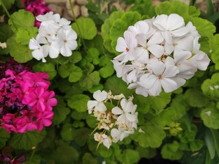 pink and white flowers