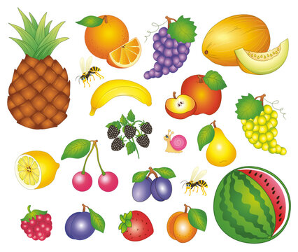 Big set of fruit. vector image