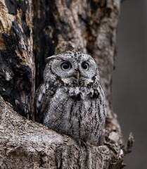 Eastern Screech Owl  Sitting in a Tree Hole in Early Spring, Portrait