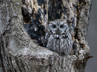 Eastern Screech Owl  Sitting in a Tree Hole in Early Spring, Portrait
